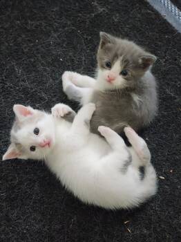 Rescue Domestic Medium Hair Cats for Adoption in Concord, North Carolina - Mango And Frosty | PetCurious