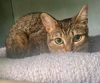 Cleo -  Domestic Short Hair Cat for Adoption in Albion, New York - Cleo | PetCurious