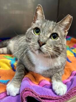 Domestic Short Hair Cats Available for Adoption in York, South Carolina - EARL | PetCurious