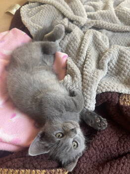 Rescue Domestic Short Hair Cats for Adoption in Broomall, Pennsylvania - Pearl | PetCurious