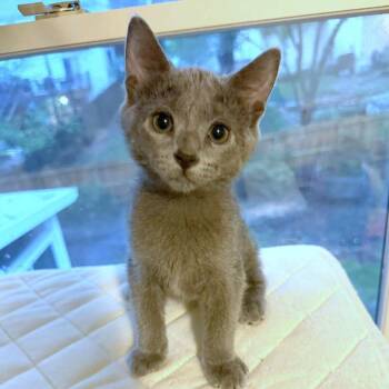 Domestic Short Hair Cats Available for Adoption in Fairway, Kansas - Steve | PetCurious