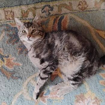 Diddly -  Domestic Short Hair and Tabby Cat for Adoption in Fort Lupton, Colorado - Diddly | PetCurious