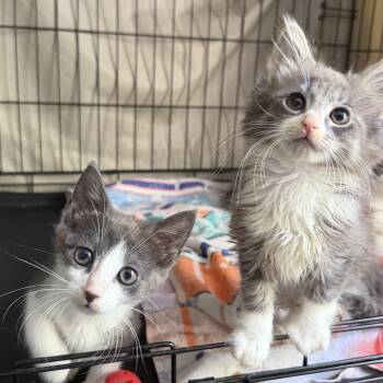 Tollbooth and Sunpass -  Domestic Short Hair Cat for Adoption - Tollbooth And Sunpass | PetCurious