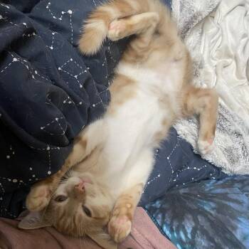 Manny -  Domestic Short Hair Cat for Adoption in Yucca Valley, California - Manny | PetCurious
