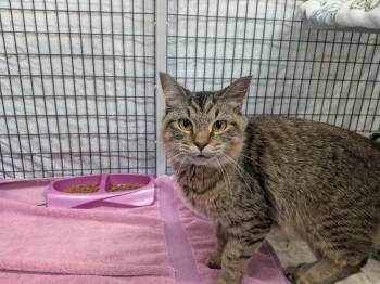 Karmel -  Domestic Medium Hair Cat for Adoption in Raleigh, North Carolina - Karmel | PetCurious