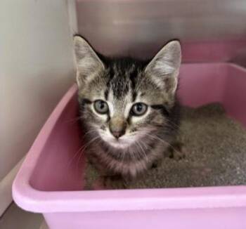 Domestic Short Hair and Tabby Cats Available for Adoption - Wren | PetCurious