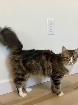 Jane -  Domestic Long Hair Cat for Adoption in Topeka, Kansas - Jane | PetCurious
