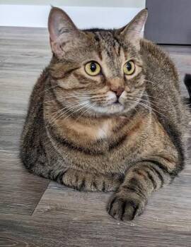 Annie -  Domestic Short Hair Cat Available for Adoption in Regina, Saskatchewan - Annie | PetCurious