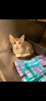 Isaiah -  Domestic Short Hair Cat for Adoption in Bossier City, Louisiana - Isaiah | PetCurious