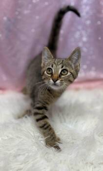 Wheat Thin -  Domestic Short Hair Cat for Adoption in Clarkesville, Georgia - Wheat Thin | PetCurious