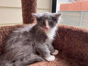 Domestic Medium Hair Cats Available for Adoption in Candler, North Carolina - Frank-N-Furter | PetCurious