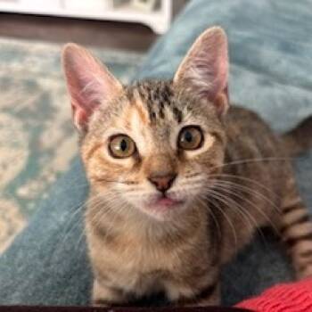 Rescue Domestic Short Hair Cats for Adoption in Cumming, Georgia - Nugget | PetCurious