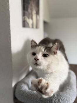 American Shorthair Cats Available for Adoption in Fertile, Minnesota - Lord | PetCurious