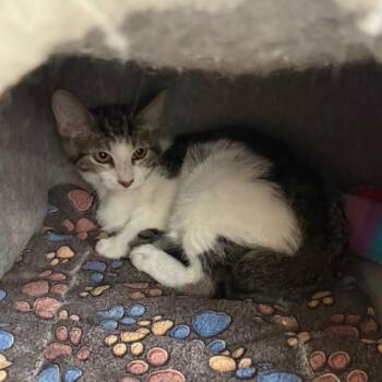 Larry -  Domestic Short Hair Cat for Adoption in Hemet, California - Larry | PetCurious