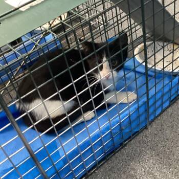 Diego -  Domestic Short Hair Cat for Adoption in Montgomery, Alabama - Diego | PetCurious