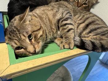 SHANE -  Domestic Short Hair Cat for Adoption in Grand Prairie, Texas - SHANE | PetCurious