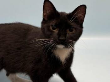 Zoe -  Domestic Short Hair Cat for Adoption in Golden Valley, Minnesota - Zoe | PetCurious