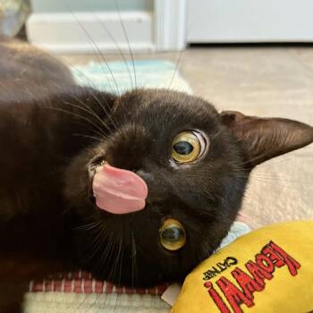 Domestic Short Hair Cats Available for Adoption in Gibsonia, Pennsylvania - Tychus | PetCurious