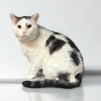 Domestic Short Hair Cats Available for Adoption in Kansas City, Missouri - Domino | PetCurious