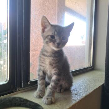Domestic Short Hair Cats Available for Adoption in San Tan Valley, Arizona - Finn | PetCurious