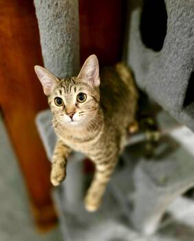 Maya -  Tabby Cat for Adoption in Gulfport, Mississippi - Maya | PetCurious