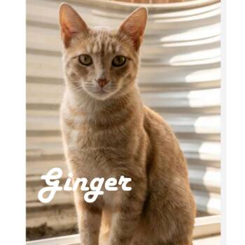 Ginger -  Domestic Short Hair Cat for Adoption in Spokane, Washington - Ginger | PetCurious