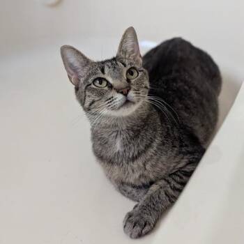 Domestic Short Hair Cats Available for Adoption in Hudsonville, Michigan - Shorty | PetCurious