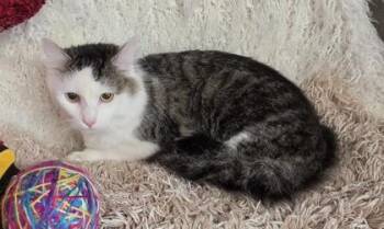 Domestic Medium Hair and Domestic Short Hair Cats Available for Adoption in Conway, South Carolina - Cooper | PetCurious
