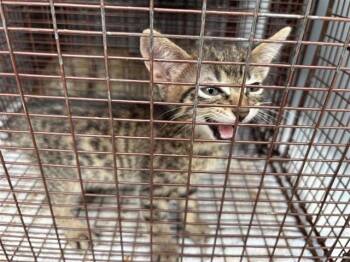 A661323 -  Domestic Short Hair Cat for Adoption in Houston, Texas - A661323 | PetCurious