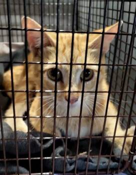 TYSON -  Domestic Short Hair Cat for Adoption in San Antonio, Texas - TYSON | PetCurious