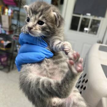 Rock -  Domestic Short Hair Cat Available for Adoption in Mt. Juliet, Tennessee - Rock | PetCurious