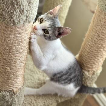 Rescue Domestic Short Hair Cats for Adoption in Los Angeles, California - Twinkle | PetCurious