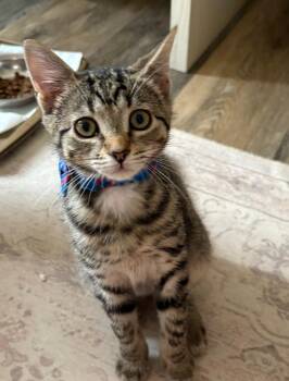Swirly -  Domestic Short Hair Cat for Adoption in Raleigh, North Carolina - Swirly | PetCurious