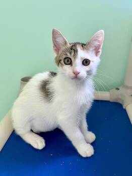 Nariyah -  Domestic Short Hair Cat for Adoption in Emerald Isle, North Carolina - Nariyah | PetCurious