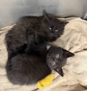 Rescue Domestic Short Hair Cats for Adoption in Portland, Indiana - Alice | PetCurious