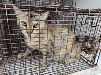 Domestic Short Hair Cats Available for Adoption in Houston, Texas - A655035 | PetCurious