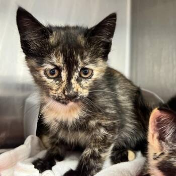 Brooke -  Domestic Short Hair Cat for Adoption in Oneonta, New York - Brooke | PetCurious