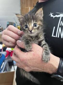 NAIMA -  Domestic Medium Hair Cat Available for Adoption in Fort Walton Beach, Florida - NAIMA | PetCurious