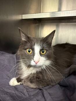 Valerie -  Domestic Medium Hair Cat for Adoption in Pomona, New York - Valerie | PetCurious