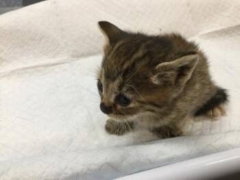 MOUSE -  Domestic Short Hair Cat for Adoption in Thousand Palms, California - MOUSE | PetCurious