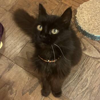 Blackberry -  Domestic Long Hair Cat for Adoption in San Luis Obispo, California - Blackberry | PetCurious