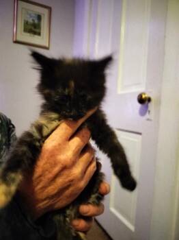 Domestic Long Hair Cats Available for Adoption in Pueblo, Colorado - STOVEPIPE | PetCurious