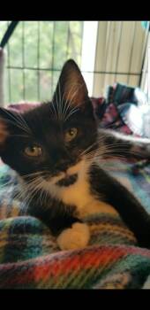 Gemma -  Domestic Short Hair Cat for Adoption - Gemma | PetCurious