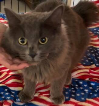 DESTINY -  American Bobtail Cat for Adoption in Elizabethton, Tennessee - DESTINY | PetCurious