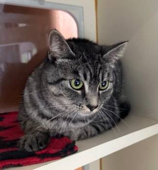 Domestic Short Hair Cats Available for Adoption in Newberg, Oregon - Carrie | PetCurious