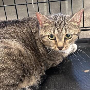 Taraji -  Domestic Short Hair Cat for Adoption in Philadelphia, Pennsylvania - Taraji | PetCurious