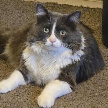 Rescue Domestic Long Hair Cats for Adoption in Hurricane, Utah - Jack | PetCurious