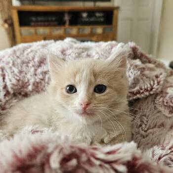 Max aka Maximus Floofs -  Domestic Short Hair Cat for Adoption in New Berlin, Wisconsin - Max Aka Maximus Floofs | PetCurious