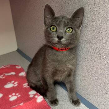 Beetle -  Domestic Short Hair Cat for Adoption in Cambria, California - Beetle | PetCurious