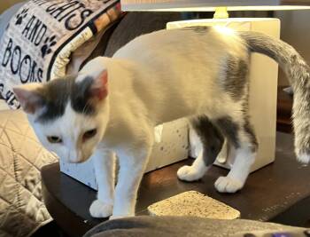 Rescue Domestic Short Hair and Tabby Cats for Adoption in Brighton, Tennessee - Cotter (Peg-fostered In TN) | PetCurious